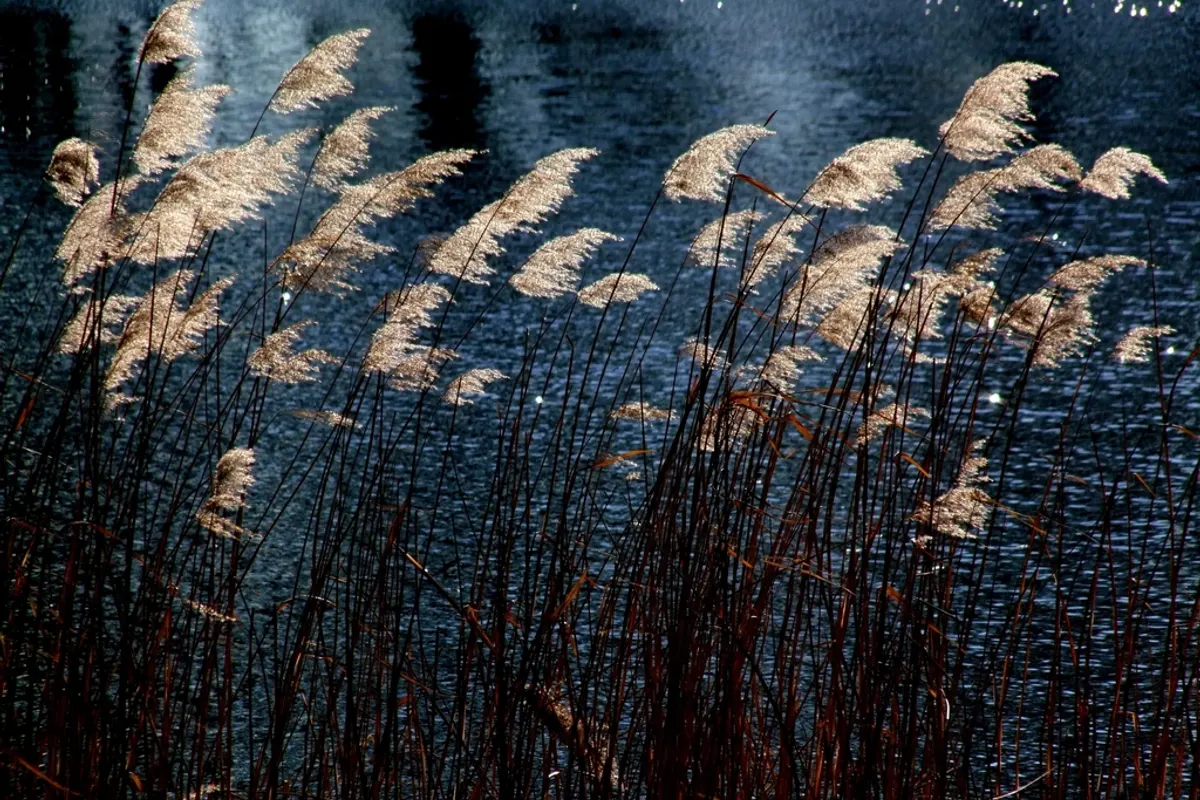 Beautiful seagrass